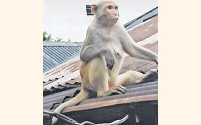 チャンドプルのサルの個体数が減少
