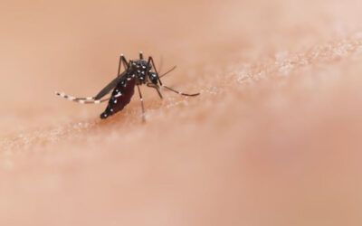 デング熱による死者数は255人に増加