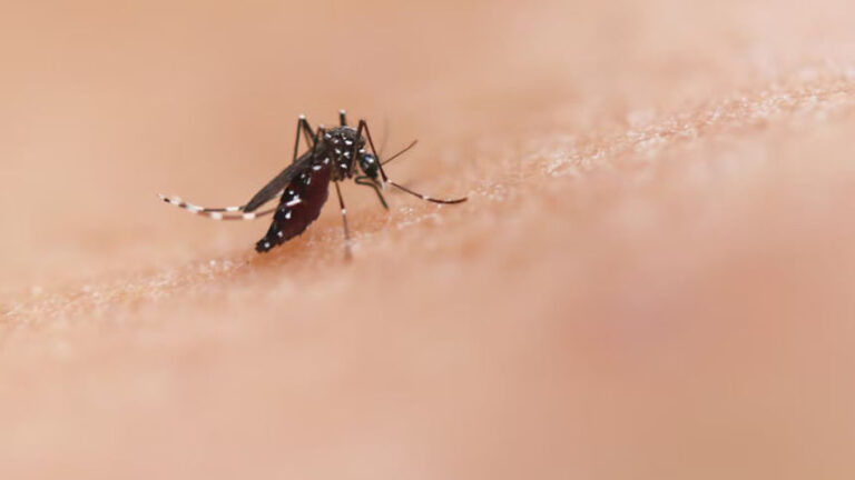 デング熱による死者数は255人に増加