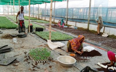 ボグラで苗木生産が急成長を遂げる