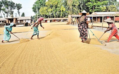 政府は米精米所を全国に均等に分散させるため介入