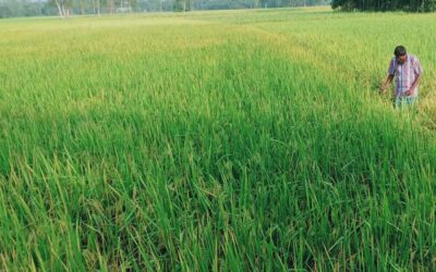 ゴパルガンジのランプール農業地域のアマン農家が大量生産を見る