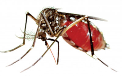 デング熱で4人死亡、1,041人入院