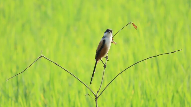 トップショット（2025年10月29日）