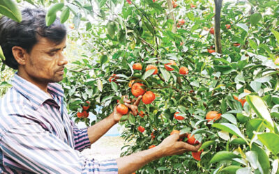 グレーター・ランプールではマルタとオレンジの栽培が急増