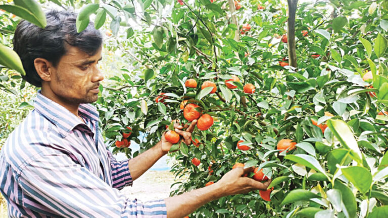 グレーター・ランプールではマルタとオレンジの栽培が急増