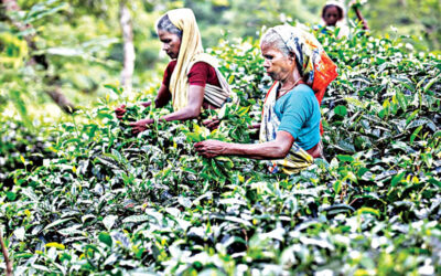 沈黙の中で血を流す：バングラデシュの女性茶葉労働者の知られざる闘い