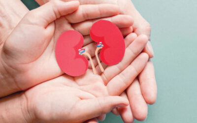 政府が自発的な腎臓提供への道を開く