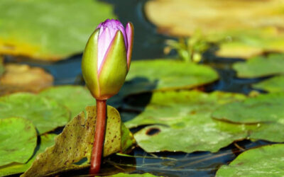 選挙委員会が睡蓮のつぼみをシンボルとして追加したが、NCPはこれを拒否