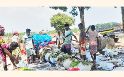 パブナの遠隔地の村々から、500万タカ相当のコリアンダーの葉が毎日売られている。