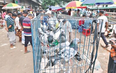 賑やかな週末市場で見かけた鳩でいっぱいのケージ