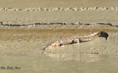 ワニの襲撃でスンダルバンスの漁師に恐怖が広がる