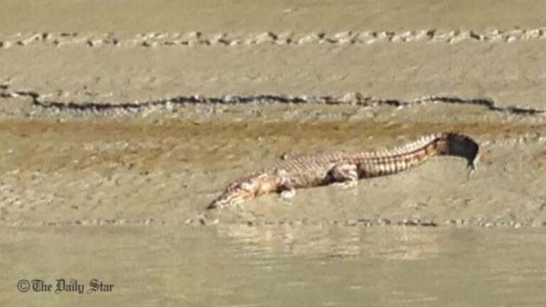 ワニの襲撃でスンダルバンスの漁師に恐怖が広がる