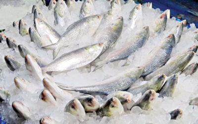 ヒルサ漁の22日間の禁止が始まる