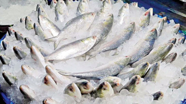 ヒルサ漁の22日間の禁止が始まる