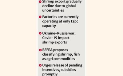 原材料不足と資金不足で苦戦するエビ産業