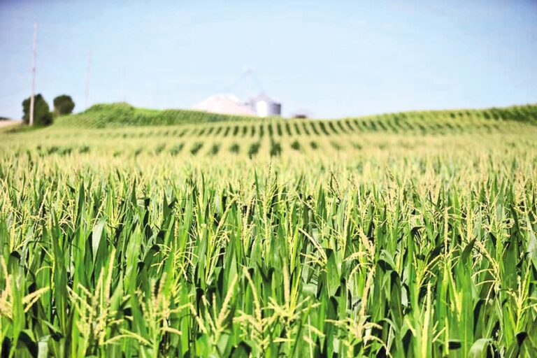 貿易摩擦で打撃を受けた米国農家へのトランプ大統領の救済策は今週発表される見込み