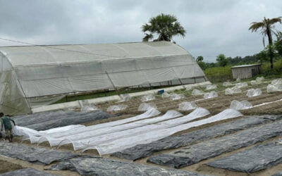 雨で野菜農家が大打撃