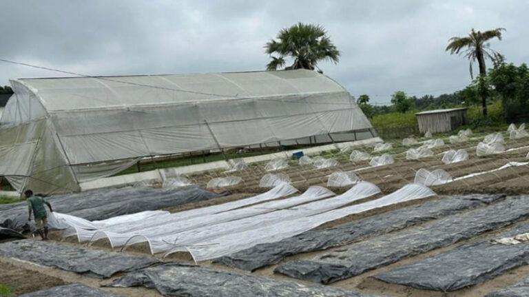 雨で野菜農家が大打撃