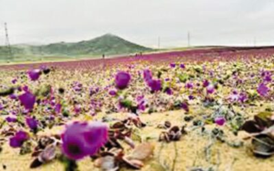 チリのアタカマ砂漠の花が干ばつ耐性作物の鍵となる可能性