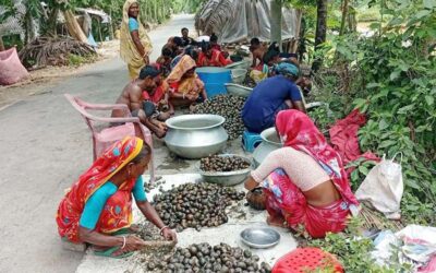 ナライル湿地から無差別に採取されるカタツムリやハマグリ
