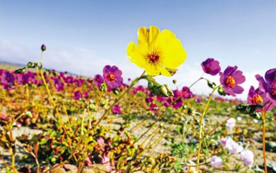 史上最も雨の多い秋の終わりに、ヘマンタはどうなるのでしょうか。