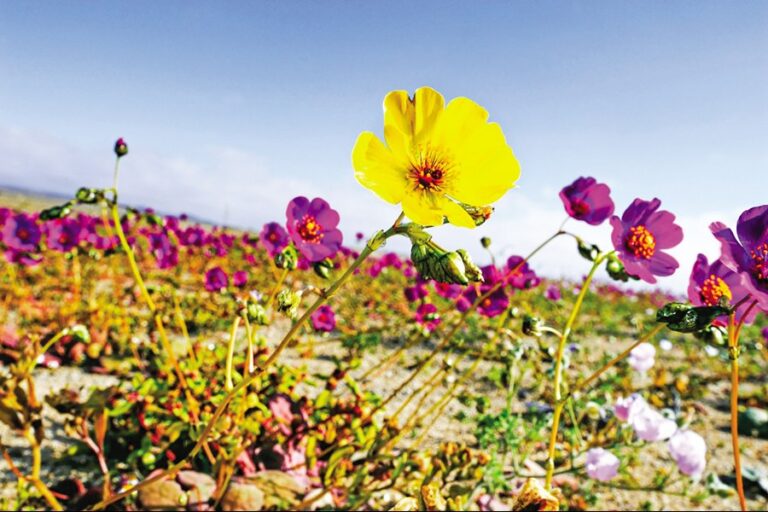 史上最も雨の多い秋の終わりに、ヘマンタはどうなるのでしょうか。