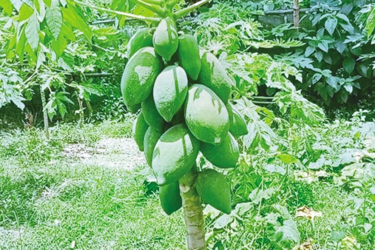 パトゥアカリで「レッドレディパパイヤ」が人気を集める