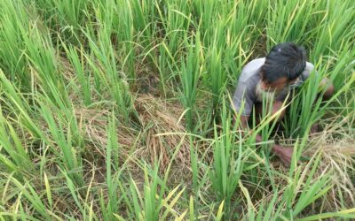 ガイバンダのアマン農家、ネズミの蔓延に不安