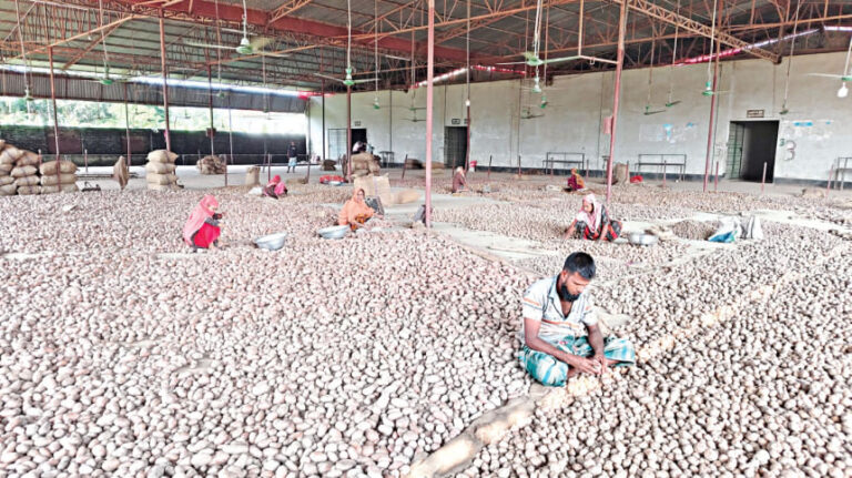 価格暴落で窮地に陥るジャガイモ農家