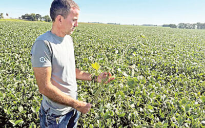 中国による2年ぶりの米国産大豆購入で価格が上昇