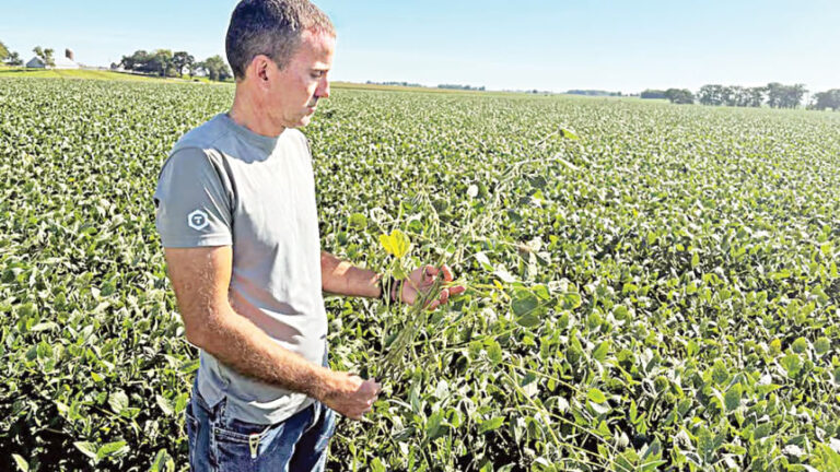 中国による2年ぶりの米国産大豆購入で価格が上昇