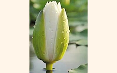 NCPは「シャプラ・コリ」を選挙シンボルとして採用することに合意