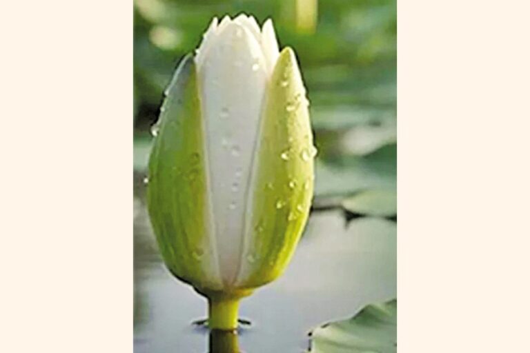 NCPは「シャプラ・コリ」を選挙シンボルとして採用することに合意