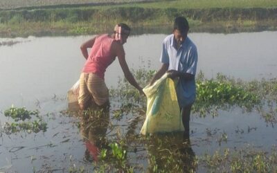 カタツムリの大量殺戮は生物多様性と農地の肥沃度を脅かす