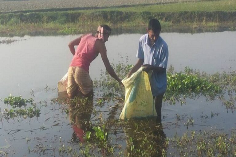 カタツムリの大量殺戮は生物多様性と農地の肥沃度を脅かす