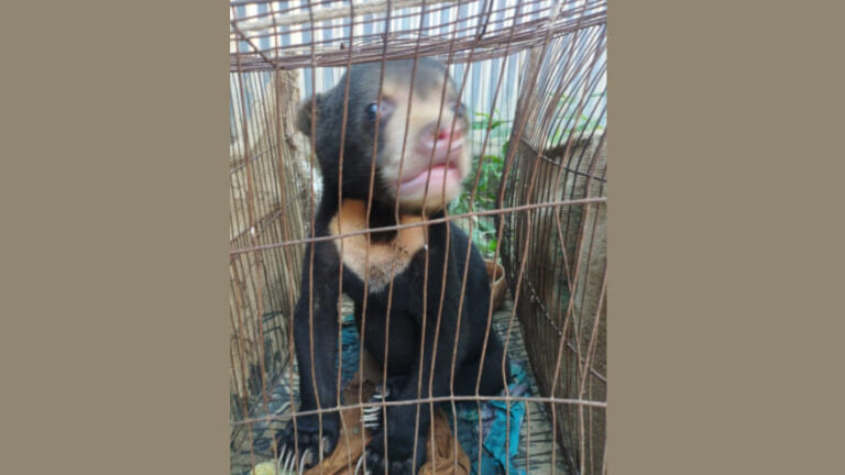 バンダルバンで希少なツキノワグマの子が救出される