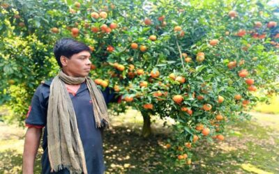 中国産オレンジ栽培がジェナイダの生産者に成功をもたらす