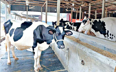 モトゥラプル：静かな村から乳牛取引の中心地へ