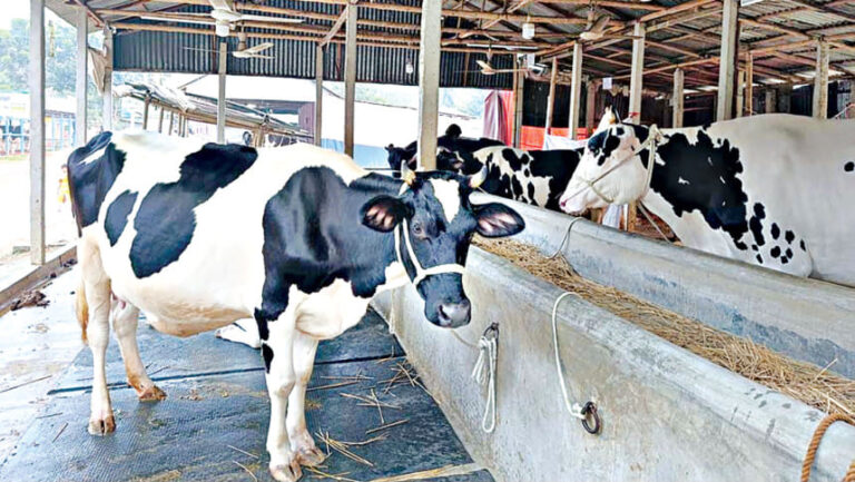 モトゥラプル：静かな村から乳牛取引の中心地へ