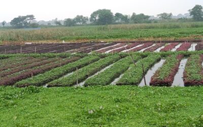 ゴパルガンジの農家にとって水上農床での野菜栽培は利益をもたらす