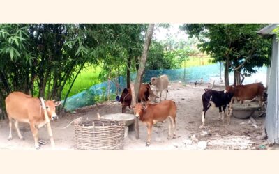 ランガプルではほとんどの動物がワクチン接種を受けられず、懸念が広がる