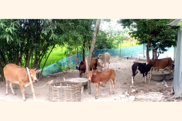 ランガプルではほとんどの動物がワクチン接種を受けられず、懸念が広がる