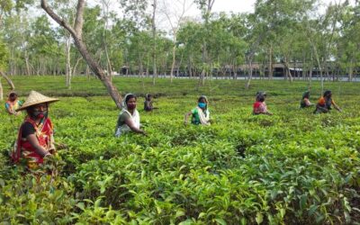 シレットの茶葉収穫量、大幅な不足に直面する恐れ