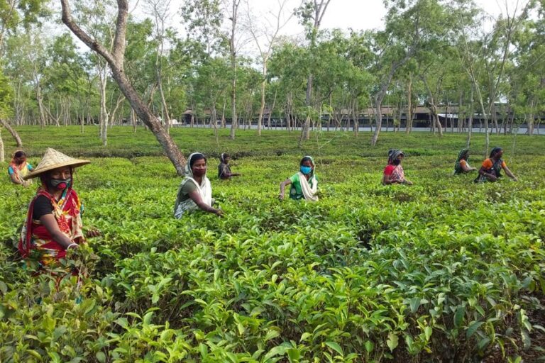 シレットの茶葉収穫量、大幅な不足に直面する恐れ