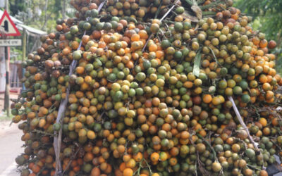 ピロジプルの農家はより高い利益を求めてビンロウジュに目を向ける