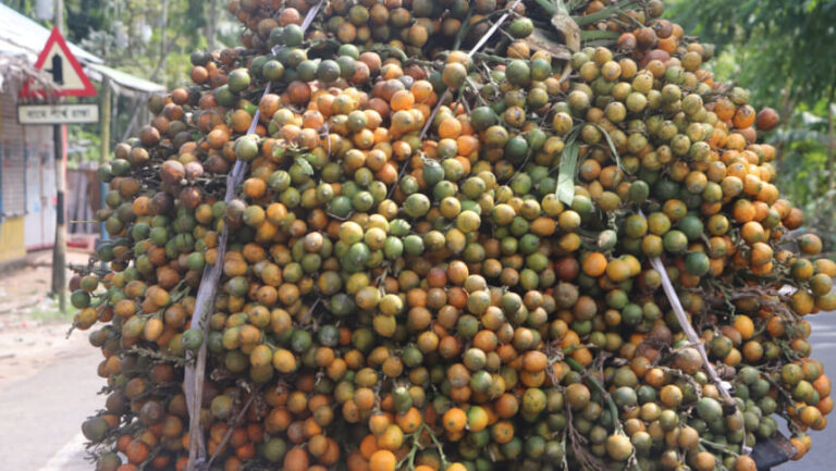 ピロジプルの農家はより高い利益を求めてビンロウジュに目を向ける