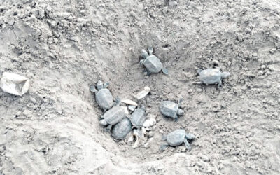 絶滅の恐れがあったカワガメがスンダルバンスに戻ってくる