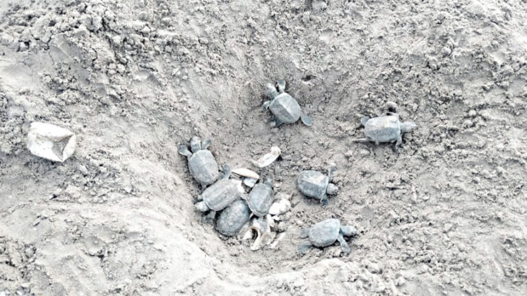 絶滅の恐れがあったカワガメがスンダルバンスに戻ってくる