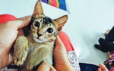 ダッカの毛むくじゃらのアナーキスト